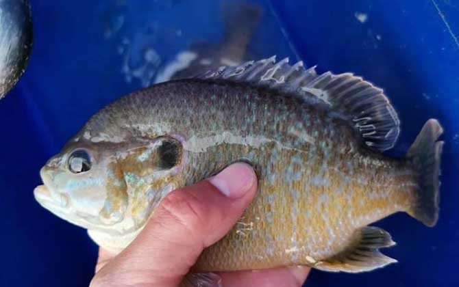 罗非鱼和太阳鱼有什么区别?