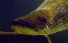 巨骨舌鱼吃食人鱼是真的吗？