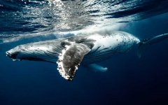 座头鲸是什么动物？