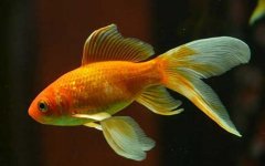草金鱼是什么鱼？