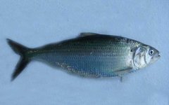 长江鲥鱼是什么鱼？