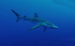蓝鲨是什么鲨鱼？