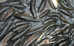 黑鱼养殖技术及病害防治