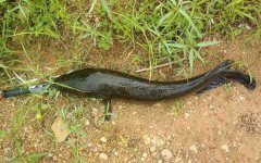 蛇头鱼有毒吗？