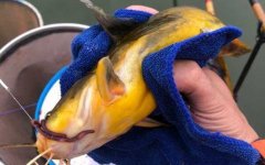 黄颡鱼多大可以繁殖？
