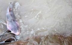 长江鮰鱼是几级保护动物？