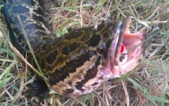 蛇头鱼是入侵物种吗？