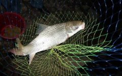 鲮鱼养殖技术及病害防治