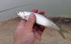 白条鱼寿命能活几年？