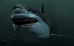巨齿鲨是什么动物？