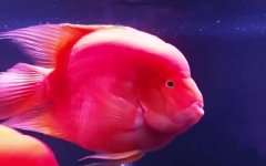 红元宝鹦鹉鱼是什么鱼？