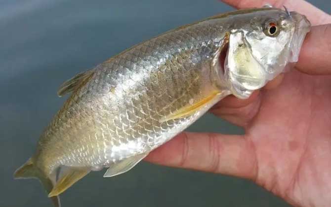 马口鱼