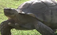 苏卡达龟是什么龟？
