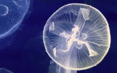海月水母是什么动物？
