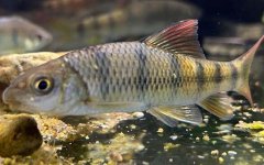 溪石斑是什么鱼？