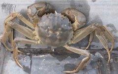 洪泽湖大闸蟹是什么蟹种？