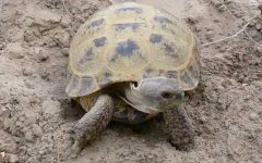 四爪陆龟是什么龟？