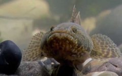 沙塘鳢是什么鱼？