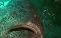 大石斑鱼是什么鱼？