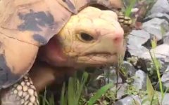 缅甸陆龟是什么龟？