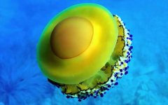蛋黄水母是什么动物？