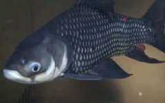 巨暹罗鲤是什么鱼？