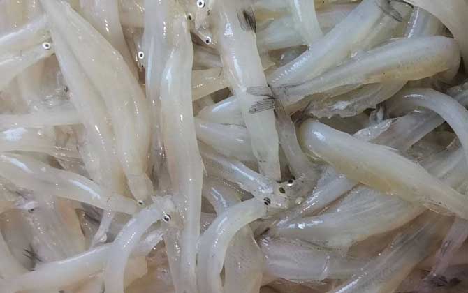 银鱼