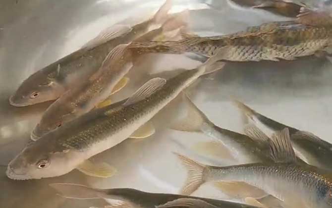 马口鱼