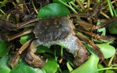 固城湖大闸蟹是什么蟹种？
