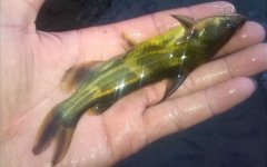 黄刺鱼和黄颡鱼有什么区别？