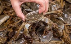 梁子湖大闸蟹是什么蟹种？