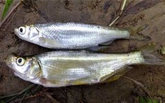 白条鱼和马口鱼有什么区别？