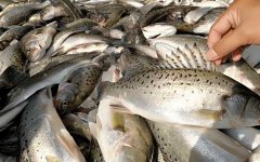淡水鲈鱼养殖技术及病害防治