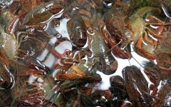 小龙虾怎么清洗和处理？