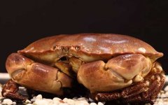 面包蟹是什么蟹种？