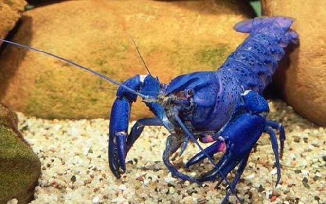 蓝色龙虾