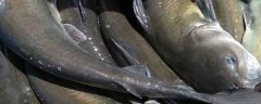 江团鱼的生活习性有哪些？