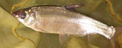 银鲴鱼是什么鱼？