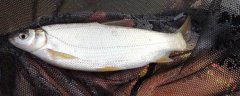 黄尾鲴鱼是什么鱼？