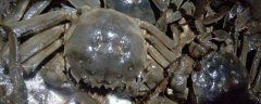 螃蟹怎么保存才新鲜？