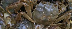 活螃蟹保存10天方法有哪些？