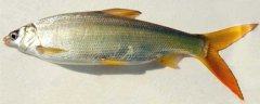 黄尾鱼的习性和特点有哪些？