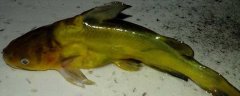 黄骨鱼和黄颡鱼有什么区别？