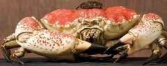 巨大拟滨蟹是什么动物？