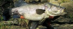 尼罗河鲈鱼是什么鱼？