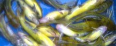 黄颡鱼有毒吗？