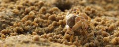 沙蟹是什么动物？