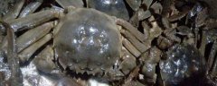 刚死的螃蟹能吃吗？