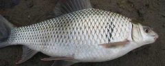 泰国鲮鱼多少钱一斤？