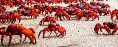红蟹是什么动物？